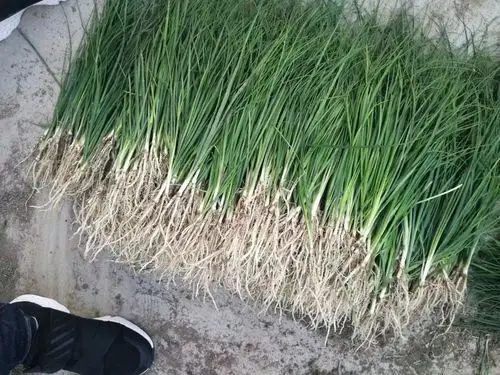 出售知母苗去哪买知母干货价格行情种子薄利多销包出芽率