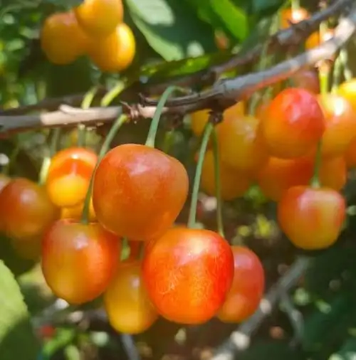 春光岛大连黄樱桃黄金车厘子新鲜水果顺丰1000gj