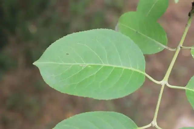 西南卫矛大叶丝棉木