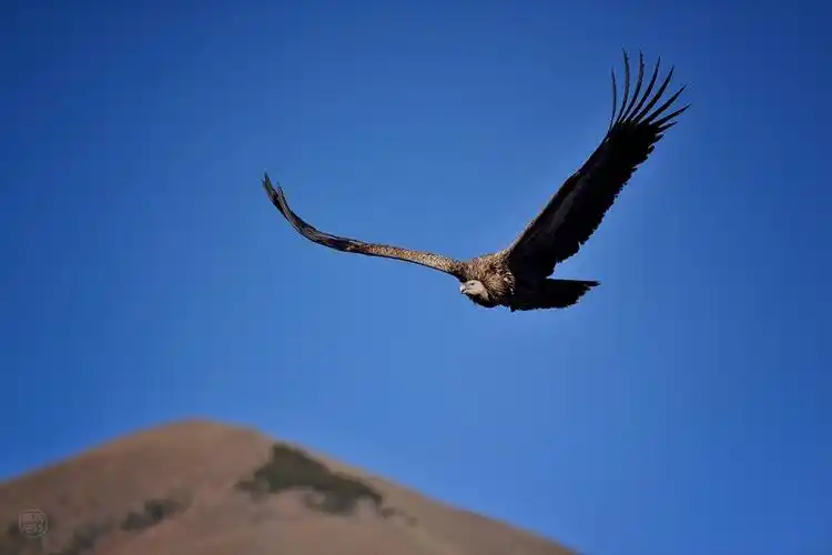 高原上飞翔的雄鹰