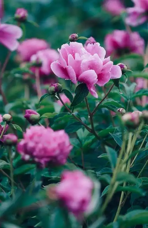 鲜艳唯美的花朵