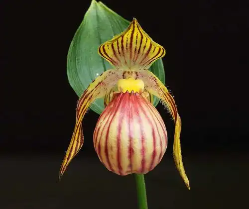 华西杓兰cypripediumfarreriwwsmith