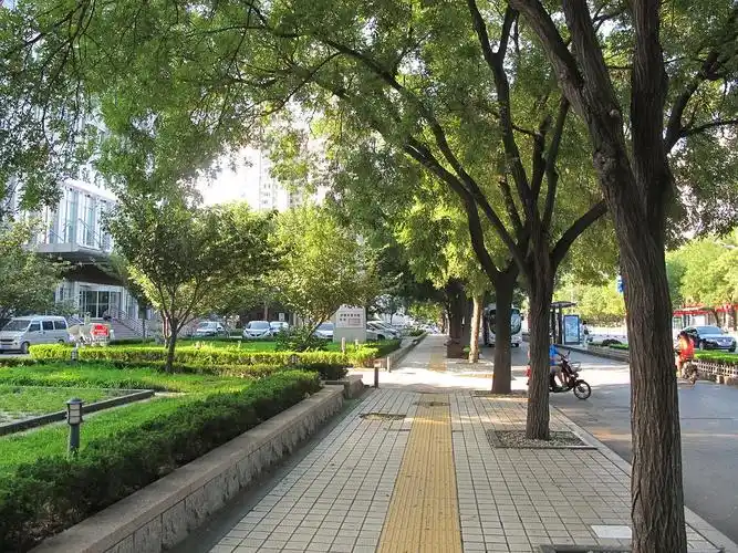 种树的男人的相册-中国行道树