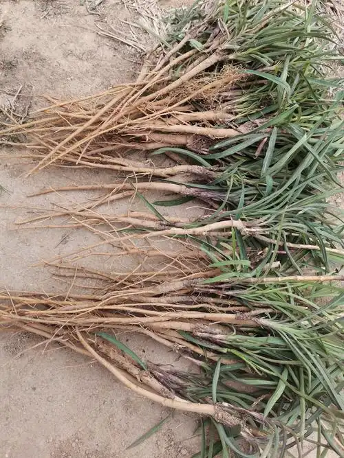 柴胡图片(柴胡图片全图) - 123植物网