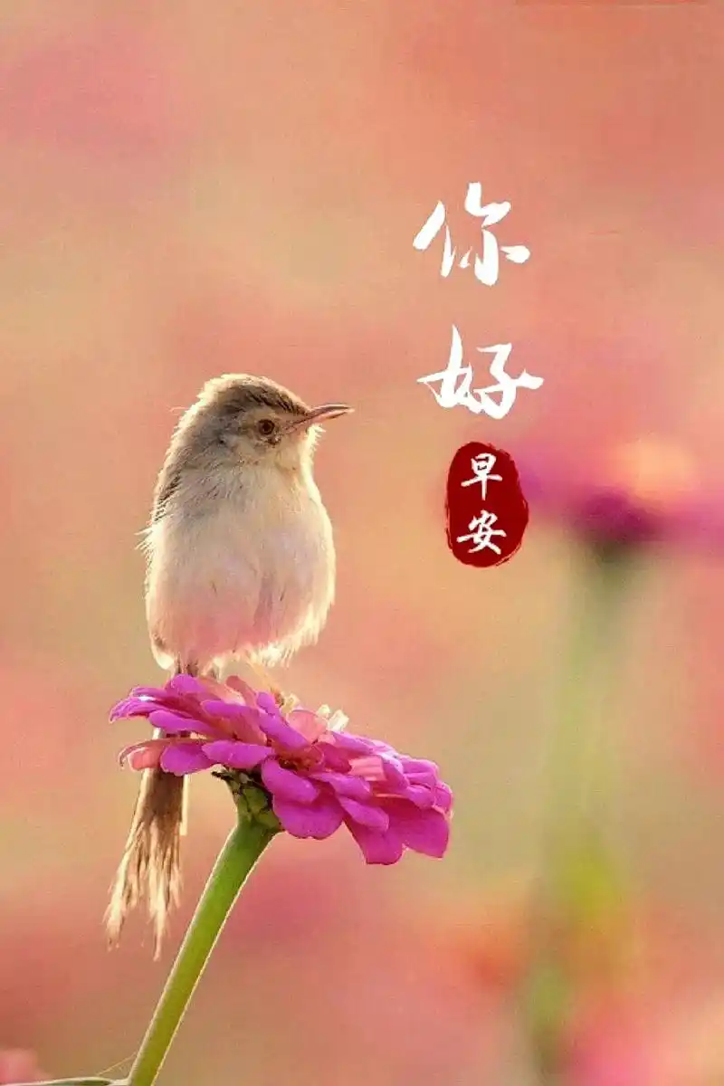 早安吉祥#世界上最深的爱就是衷心的希望你我:平安,健康,快 - 兑趑