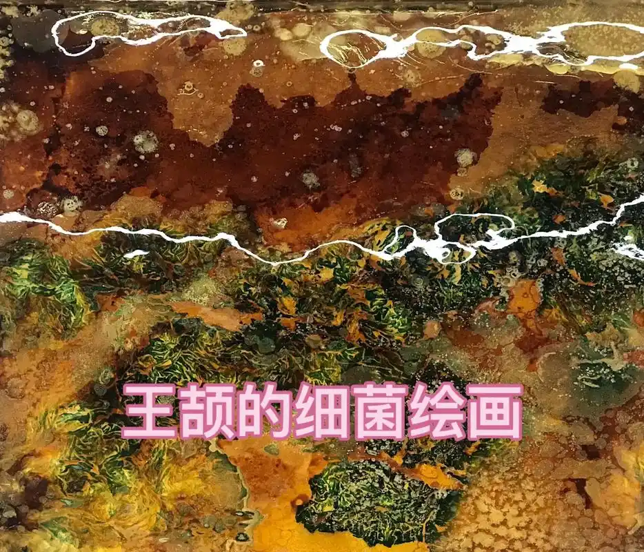 王颉的细菌绘画