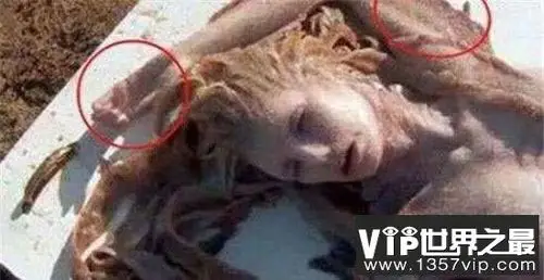 美国海军捉活一条美人鱼!古籍中多见记载它们的存在