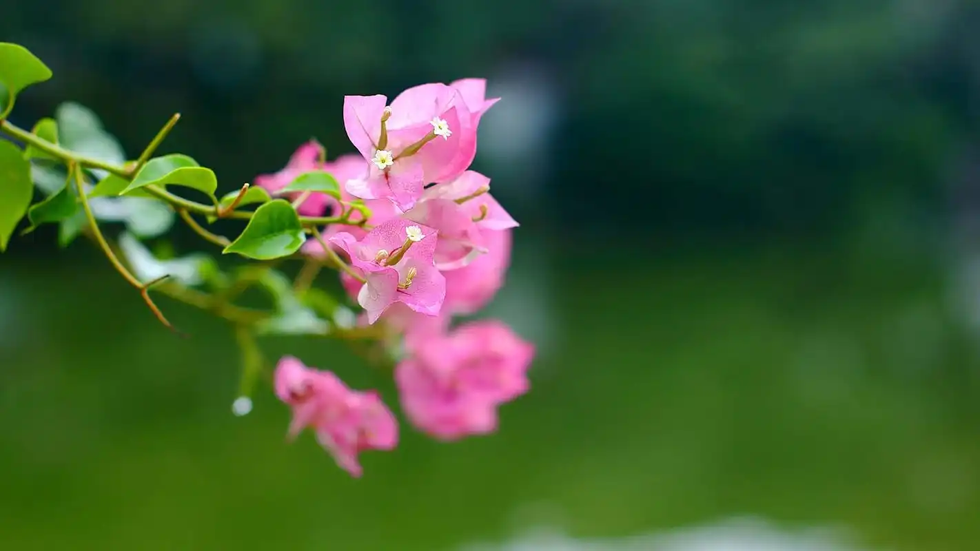 绿色护眼花卉植物微距摄影图片桌面壁纸