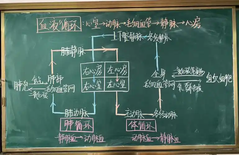 初中生物逐字稿初中生物板书设计