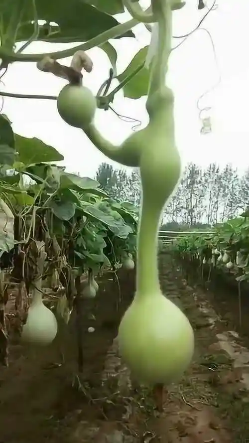 这葫芦长的好特别