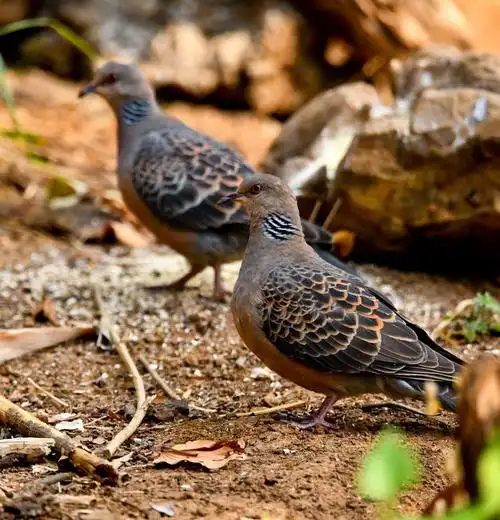 芒市一对山斑鸠的故事 - 芒市新闻 - 德宏网