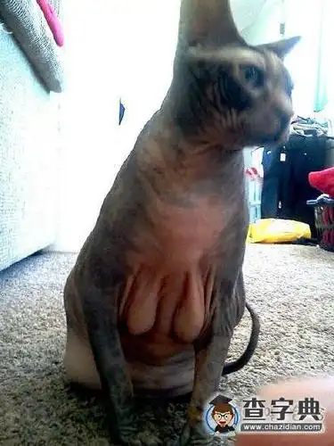 一只胸部下垂的喵～ - 搞笑图片 - 查字典