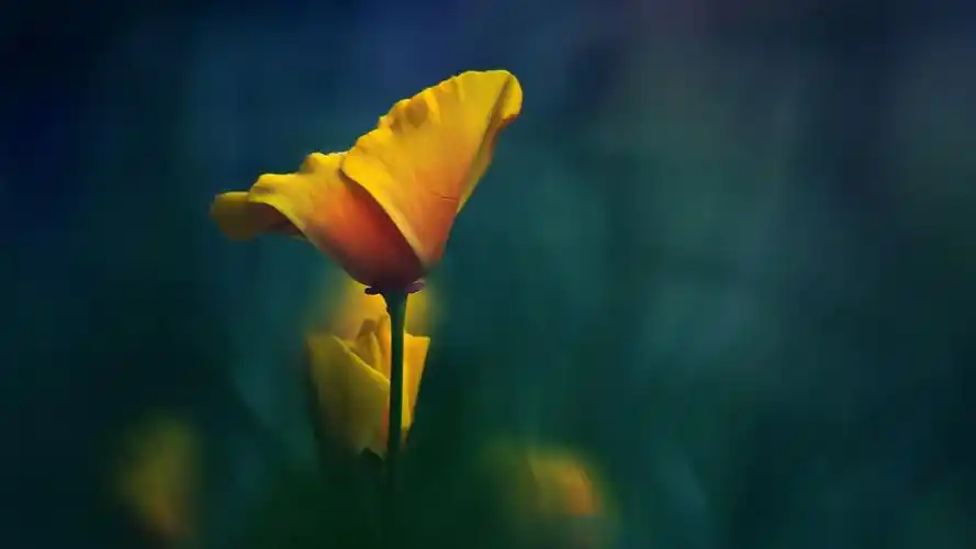 芬芳的花朵摄影高清宽屏桌面壁纸高清大图预览1920x1080_植物壁纸下载