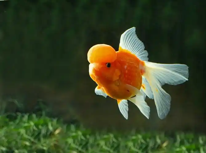 名种金鱼 - 珍珠高头 [长焦dc拍摄]