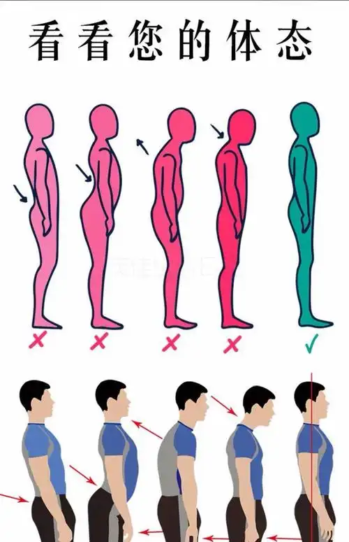 体态评估表挂式体态评估表工作室健身房墙贴瑜伽馆中医养生馆人体体测