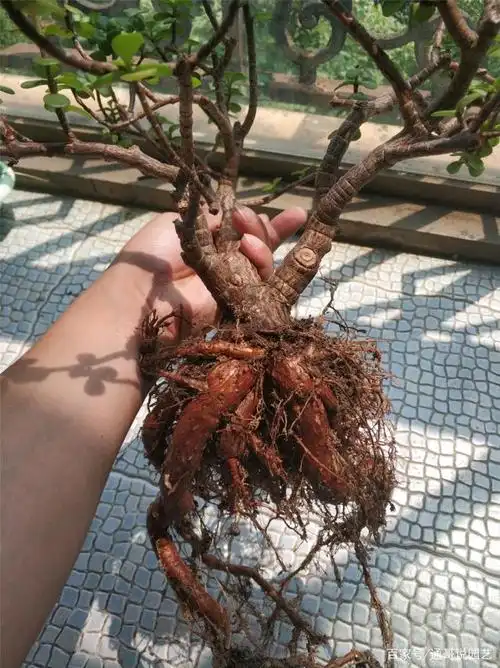 养金枝玉叶,抓住3个要点,长出性感的"屁股"根,造型优雅高贵