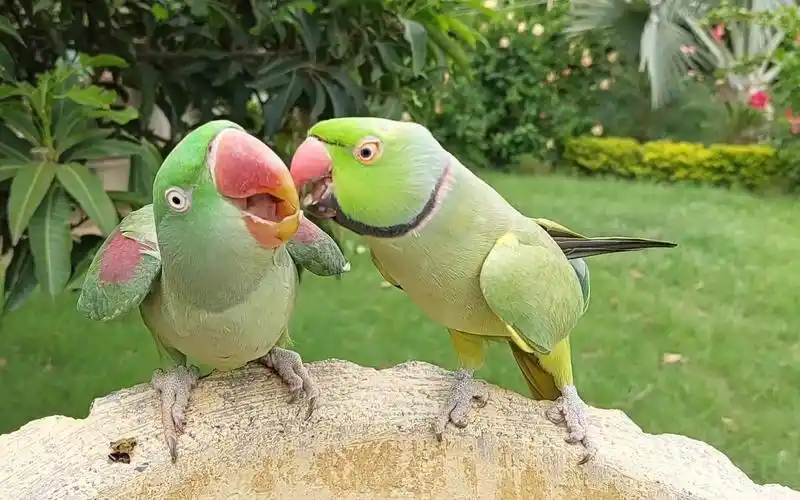 【小鸟】跳舞的环颈鹦鹉