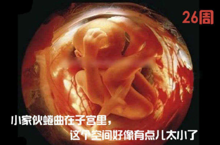 惊!从接吻到生子 看完我震惊了!