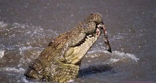 湾鳄和尼罗鳄的外貌有什么区别