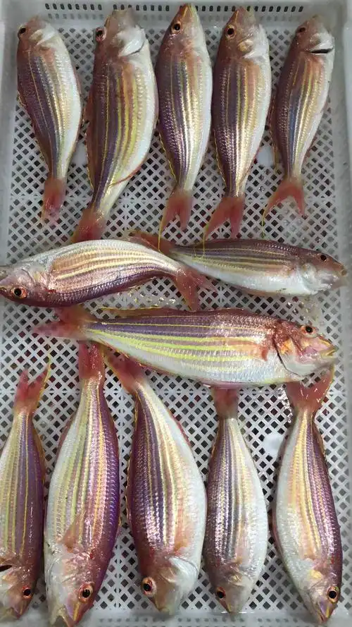 野生海鲜来自东山岛生猛金线鱼,一生男人必吃的深海鱼