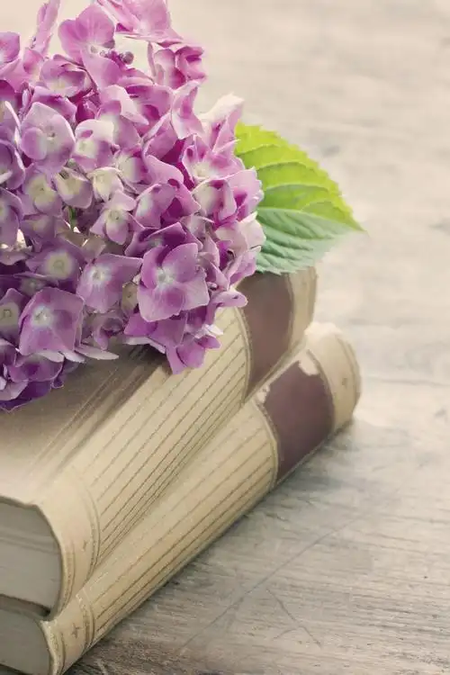 书上浪漫的粉红色花朵