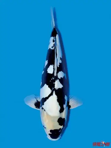 德系白写特写一条大赏 - 锦鲤玩家 - 龙巅锦鲤鱼