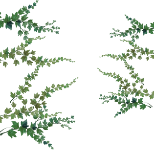 手绘绿色景观爬山虎植物