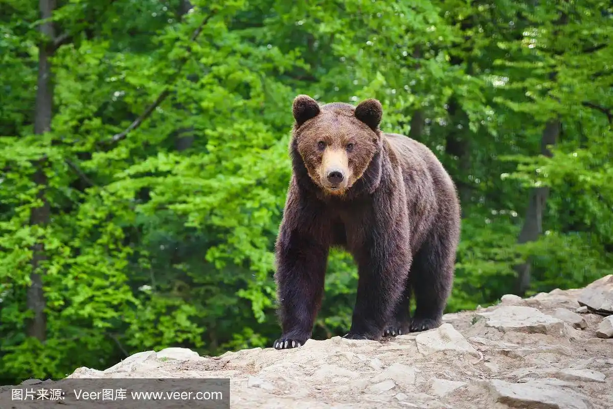 夏日森林里的小棕熊.