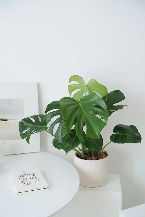 国产 龟背竹 北欧室内观叶植物ins绿植新家装饰盆栽