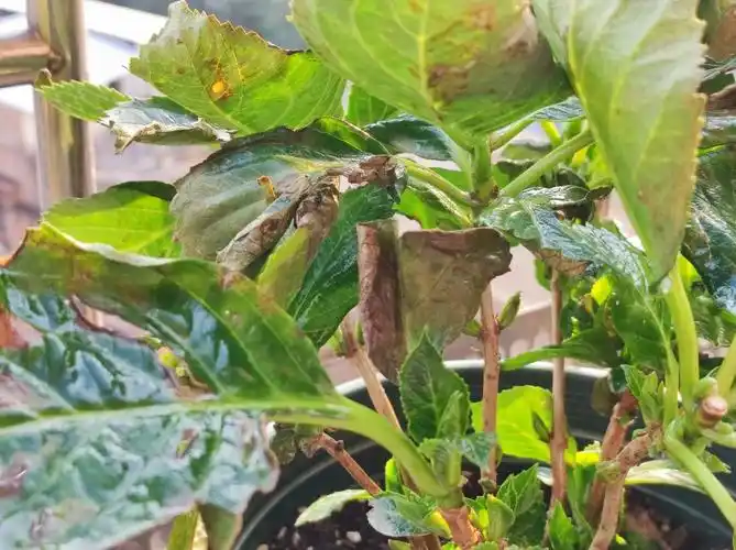 请问这绣球是什么病是灰霉病吗