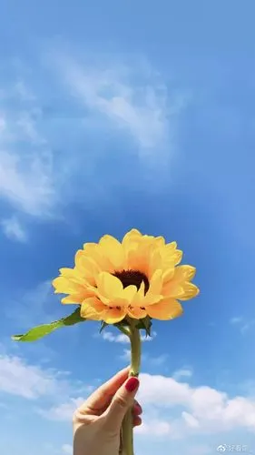 小清新系列壁纸手机壁纸小清新小清新图片唯美简约第134期