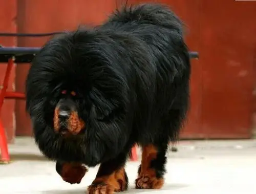 大狮头红獒铁包金藏獒 大骨量大毛量 神兽藏獒犬