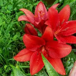 爱花的妈妈的主页 - 抖音