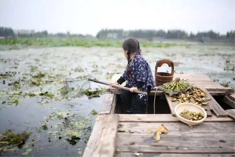 渔家小妹采菱忙