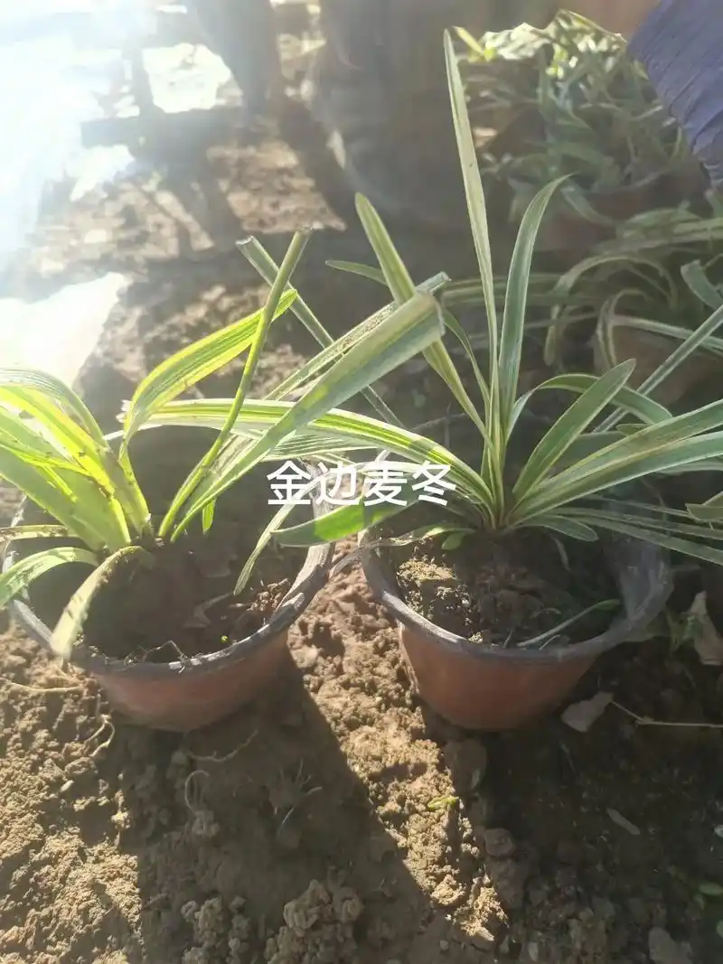 金边麦冬 #抖音助农 #宿根花卉 #观赏草 #花卉基地  - 抖音
