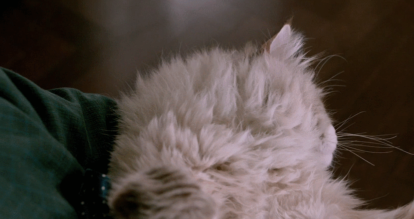 869_460gif 动态图 动图