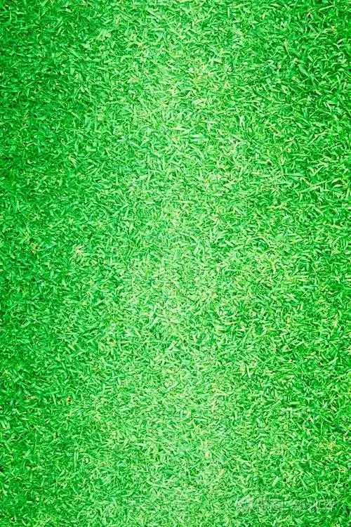 高尔夫球场绿色草坪草背景