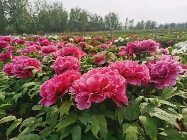 菏泽牡丹风景线:花开富贵