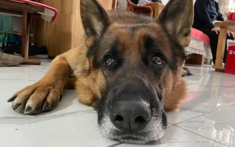 大狼狗到底有多粘人