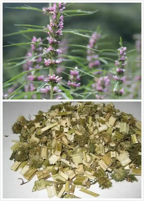 细数益母草的六大功效