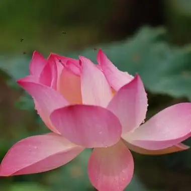 荷花是很适合五六十岁人用的微信头像图片