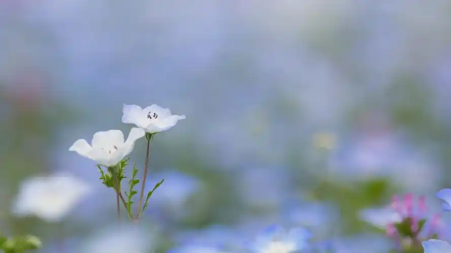 小清新唯美花卉图片高清壁纸_植物壁纸_壁纸下载_美桌网