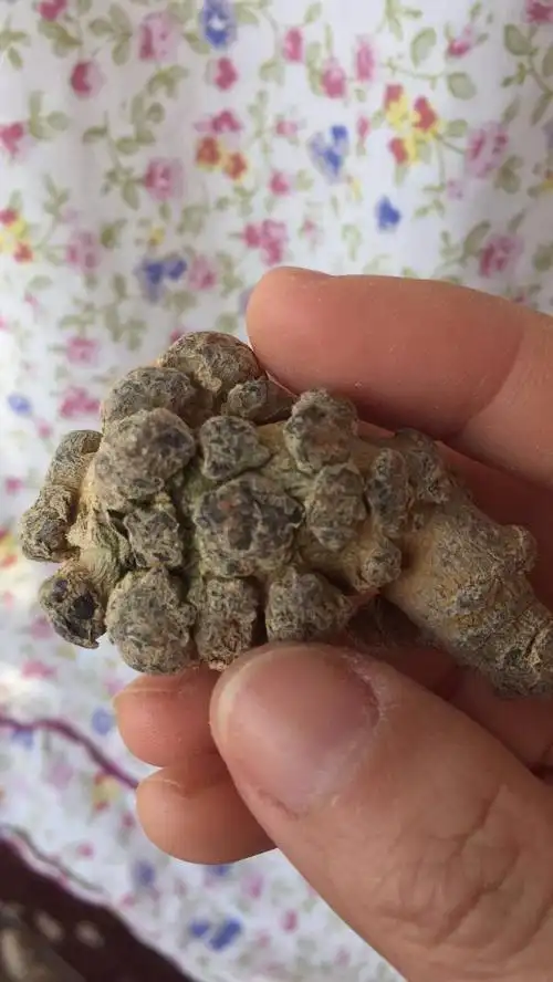 但是没有发霉的味道.哪位大神给讲解一下,我买到的三七有没有问题啊?