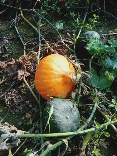 黑皮南瓜 2~4斤
