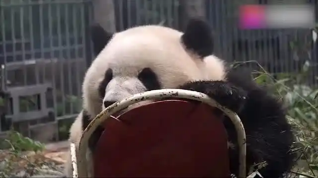 大熊猫玩摇摇椅,注意这个小动作,真是太可爱了!