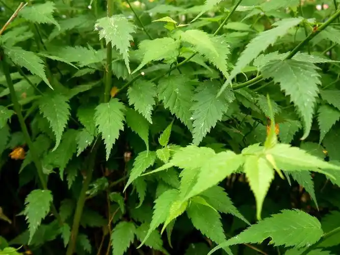 重锯齿 :大锯齿上复生小锯齿,如棣棠花叶,樱花树叶.