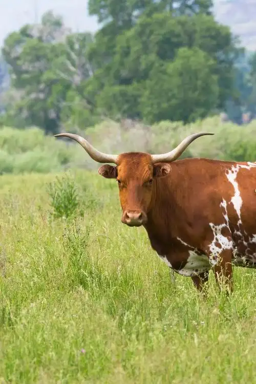 长角牛图片_长角牛图片大全_长角牛图片下载