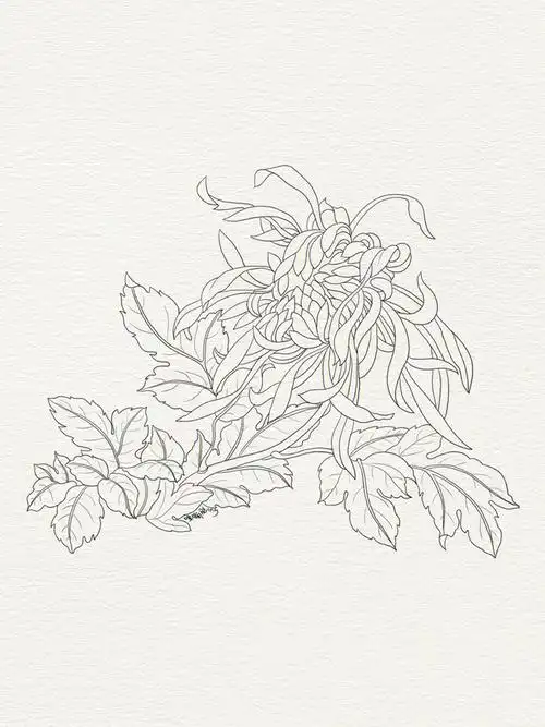 新手初学手绘插画线稿日常练习步骤菊