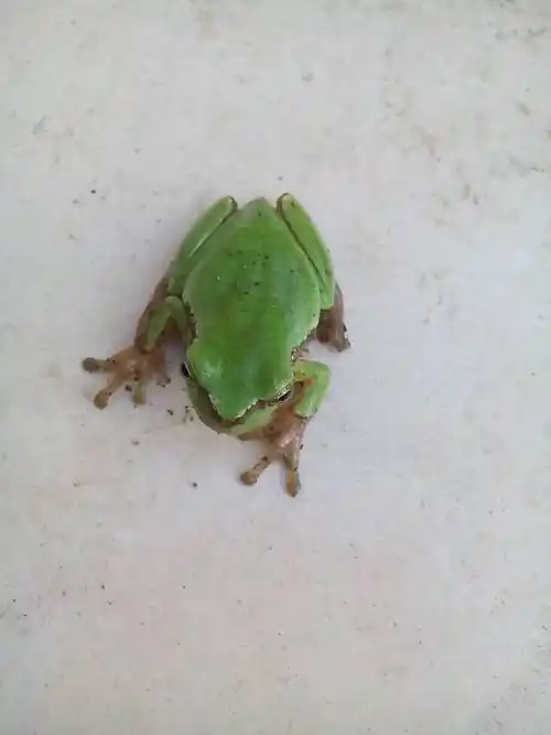 擅长:暂未定制 按默认排序|其他1条回答  3 分钟前 |来自|四级 青蛙