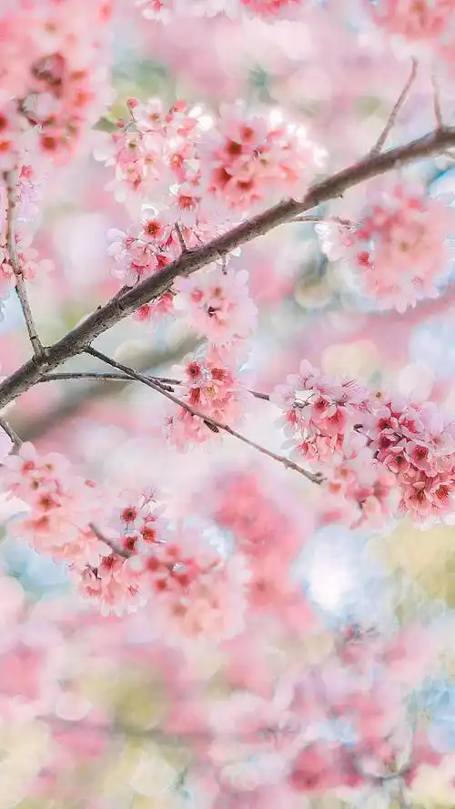 【壁纸】小清新唯美樱花高清手机壁纸